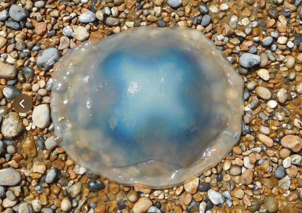 Blue Jellyfish SUS-200623-095115001