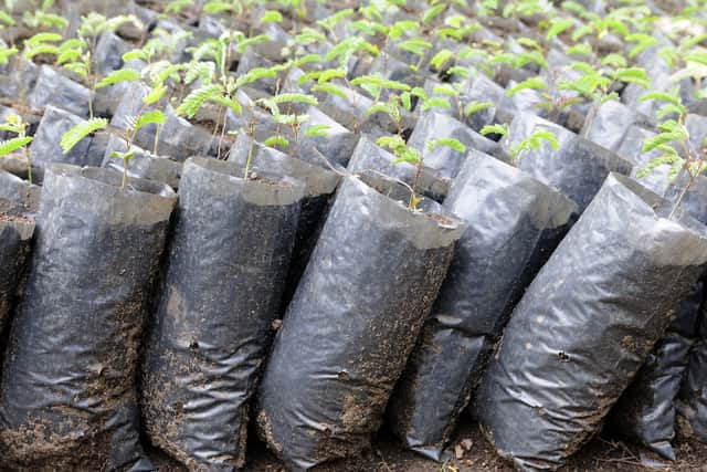 Tree seedlings being grown for a reforestation project in Africa