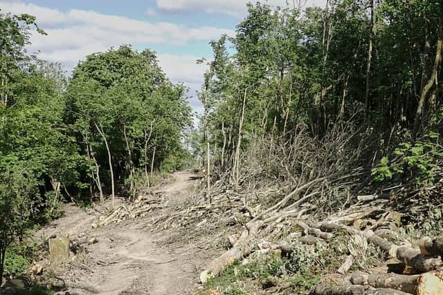 Steyning Downland Scheme's ash dieback clearance along the Lower Horseshoe footpath. Picture: Matthew Thomas