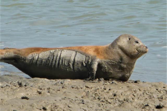 A common seal has been spotted in the River Adur on several occasions in the past couple of weeks. Picture: Stephen Savage