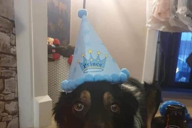Carly Jane Goodlad's dog Mowgli celebrating his birthday in lockdown, complete with party hat and neckerchief