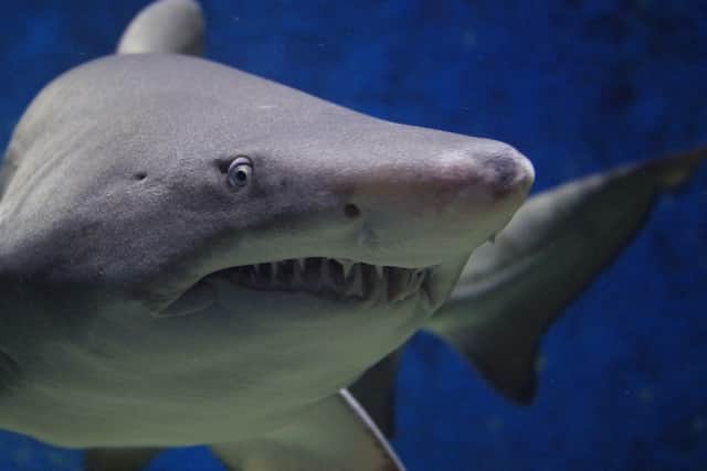 Police were baffled to find an swimming pool complete with artificial tree and live sharks in someone's front room in Haywards Heath (stock image)