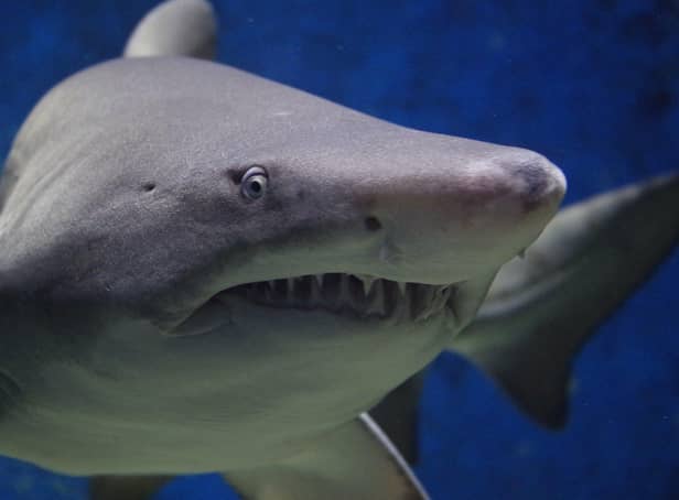 Police were baffled to find an swimming pool complete with artificial tree and live sharks in someone's front room in Haywards Heath (stock image)