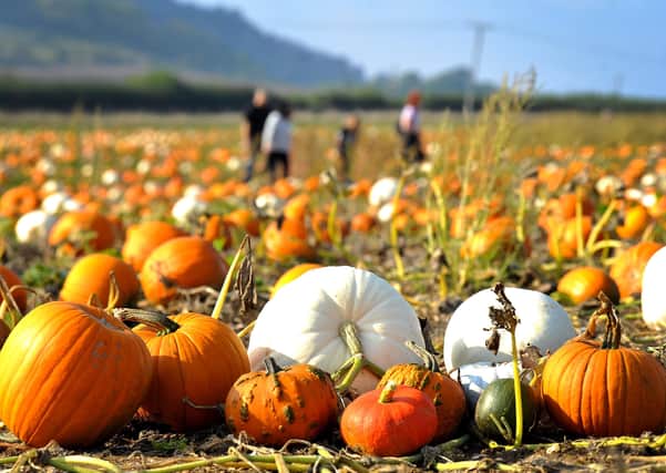 Sompting Pumpkin Picking Patch opening weekend. Pic S Robards