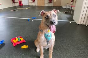 Tula is an energetic lurcher who loves to learn