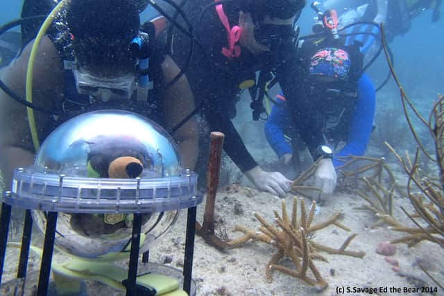 Ed the Bear under the sea in his dive bubble for a coral reef project
