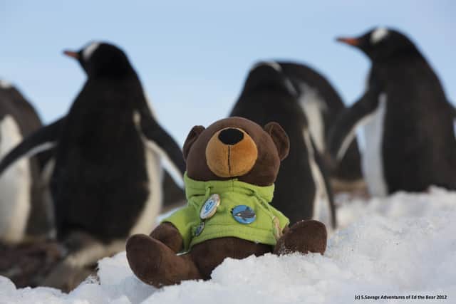 One of Ed the Bear's past adventures, on the Antarctic ice with Gentoo penguins