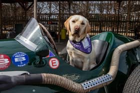 Dog owners are being invited to join a charity walk around the Goodwood Motor Circuit track in aid of Canine Partners UK.