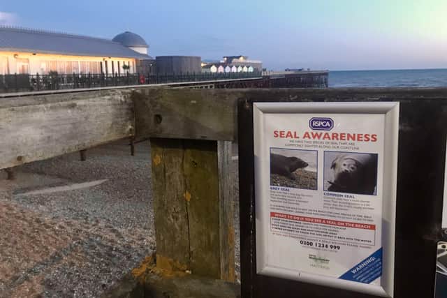 A seal awareness poster has been put up near Hastings Pier SUS-211018-154936001