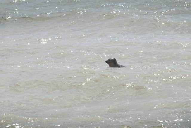 A seal in the sea earlier this year