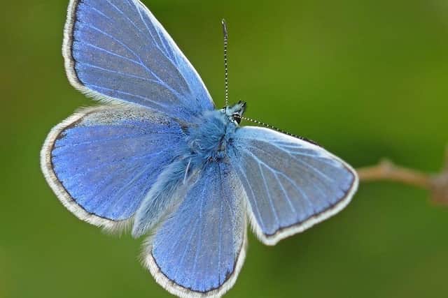The common blue. Picture: Neil Hulme