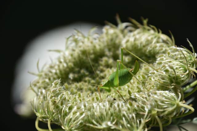 A speckled bush cricket at Heene Cemetery in July 2020