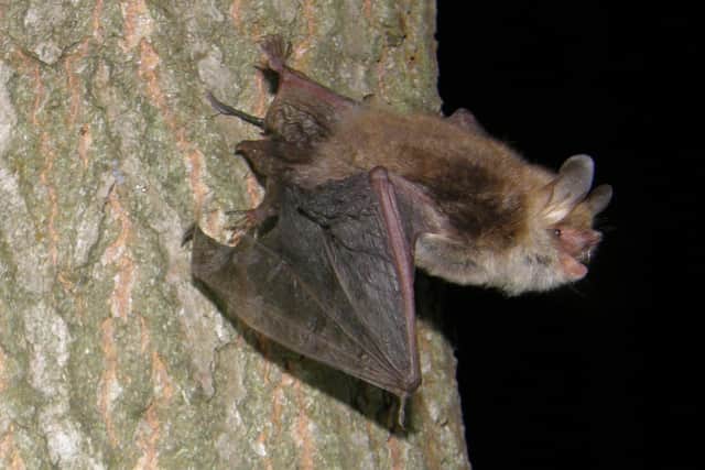 £100k project launches for bats in West Grinstead