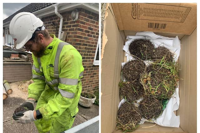 UK Power Networks’ linesman Lee Cocklin placing one of the hedgehogs into a box