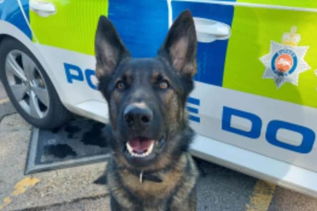 Police dog Hox. Photo from Sussex Police. SUS-211021-125307001