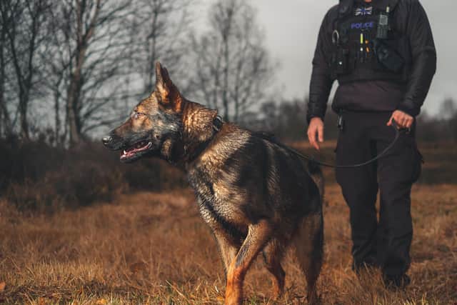 Police dog Hox. Photo from Sussex Police. SUS-211021-125254001
