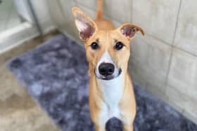 Biggles is a two-year-old lurcher at Shoreham Dogs Trust.