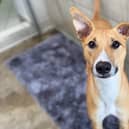 Biggles is a two-year-old lurcher for adoption at Dogs Trust.