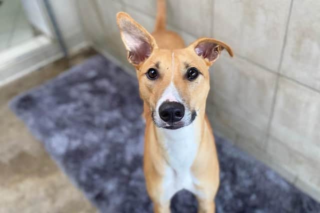 Biggles is a two-year-old lurcher for adoption at Dogs Trust.