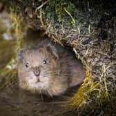 A water vole in the South Downs National Park. Picture by Dick Hawkes
