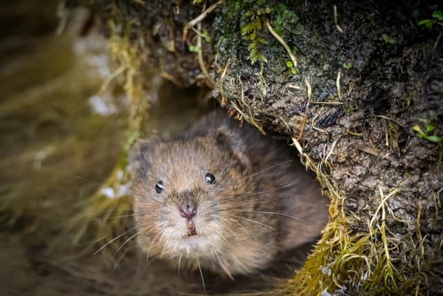 A water vole in the South Downs National Park. Picture by Dick Hawkes