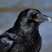 Common raven SUS-210411-151427001