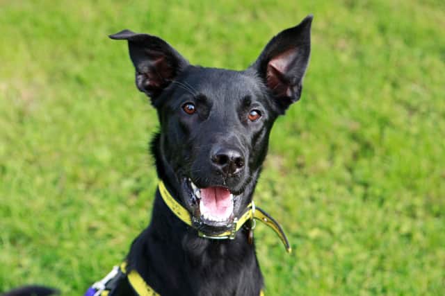 Dogs Trust's Dog of the Week Bailey is looking for a new home.
