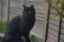 A family have been left shocked and heartbroken after their pet cat Iggle had to be put down after it was shot in Ifield