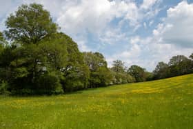 3,500 homes could be built here. Streams, woodland and ancient hedgerows can be found here, and the Knepp rewilding project fears development could harm its work.
