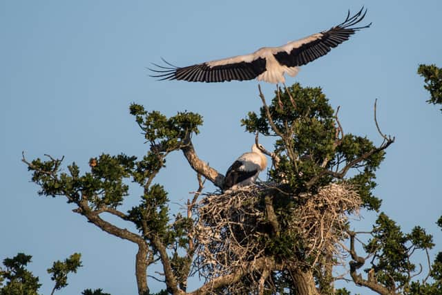 Storks on the Knepp Estate
