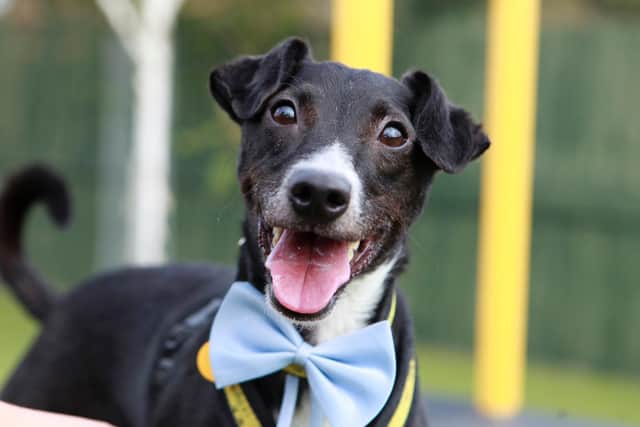 Peppy is Dogs Trust's Dog of the Week and is looking for a new home.
