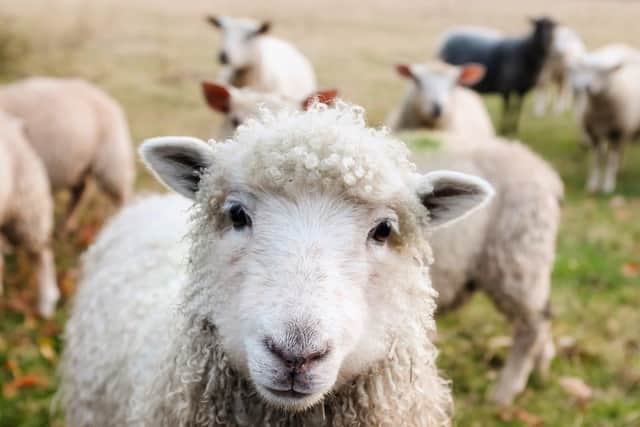 Nine sheep were killed by dogs in attacks in the South Downs