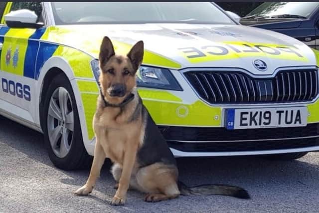 A police dog handler detained two suspects after multiple vehicles were broken into. Photo: Arun Police