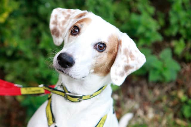 Little Bailey is Dogs Trust's Dog of the Week and she is looking for a new home.