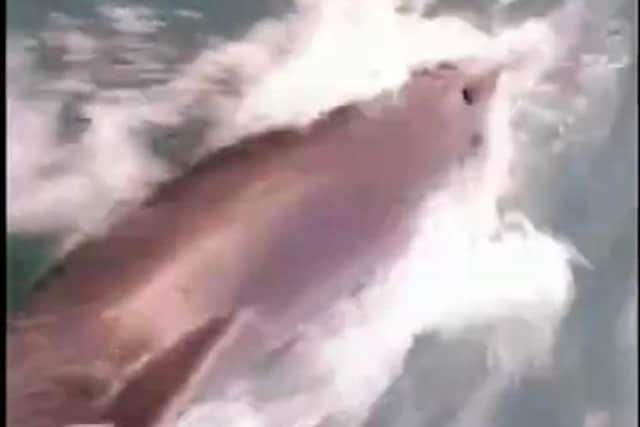 Fisherman Paul Tucknot was on his way back from a fishing trip, 20 miles out from the coastline, when he spotted the beautiful aquatic mammals.