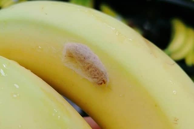 Venomous spider found in Eastbourne supermarket bananas (photo from Adam Shepherd) SUS-211124-144211001