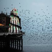 Murmuration of Starlings around Brighton's Palace Pier (Photo by Jon Rigby) SUS-211125-093342001