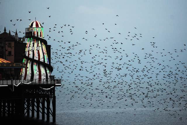 Murmuration of Starlings around Brighton's Palace Pier (Photo by Jon Rigby) SUS-211125-093342001
