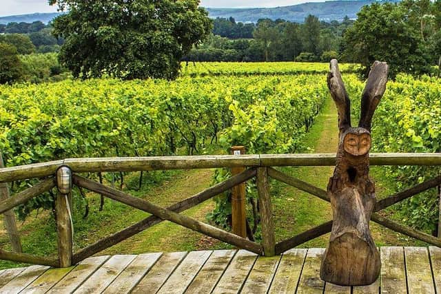 Six vineyards in Sussex have been rated among the top 20 to visit in Britain