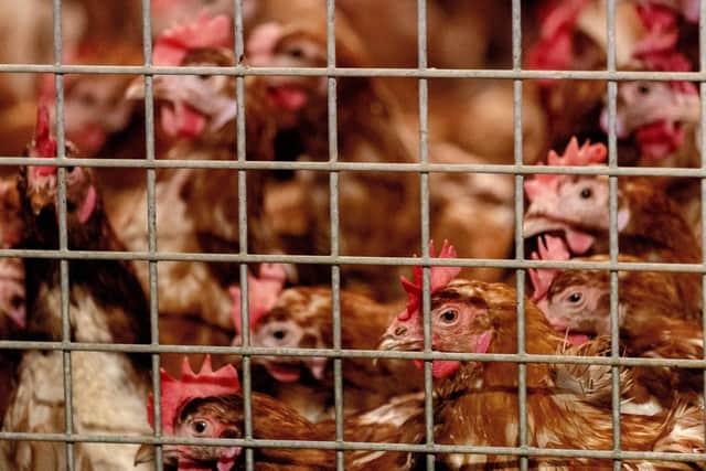 New measures to control the spread of avian flu in West Sussex are being brought in. Photo by SANDER KONING/ANP/AFP via Getty Images