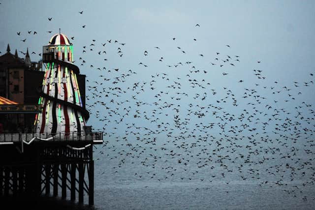 The starlings flock to the pier just before sunset. Photo by Jon Rigby