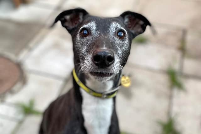 Sully, a 10-year-old lurcher at Dogs Trust, is looking for a home.