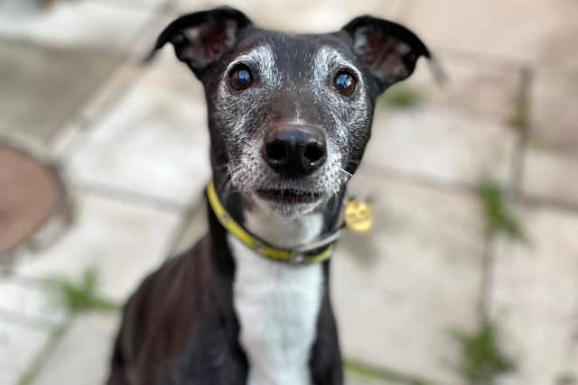 Sully, a 10-year-old lurcher at Dogs Trust, is looking for a home.