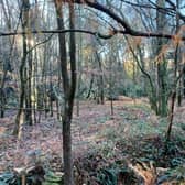 Ancient woodland at Tilgate Park is set to be restored by removing the large presence of invasive non-native species, which threatens the future of the woodlands