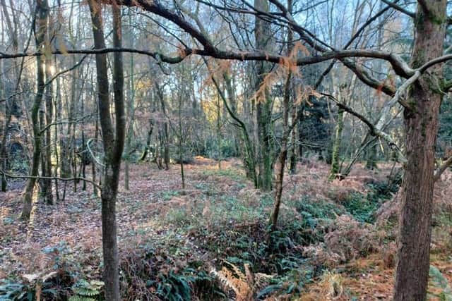 Ancient woodland at Tilgate Park is set to be restored by removing the large presence of invasive non-native species, which threatens the future of the woodlands