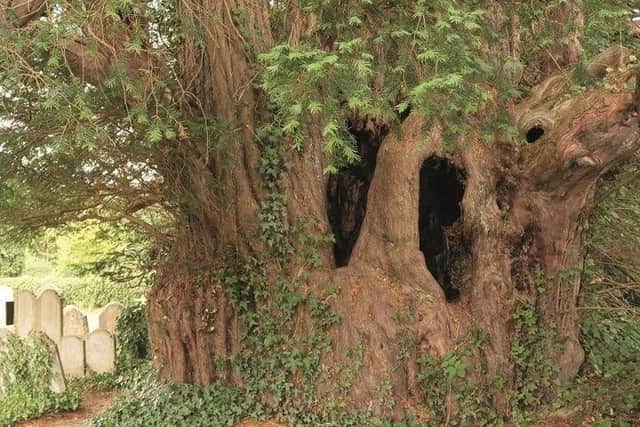 The tree is the oldest in the Horsham district and is over 1,000 years old