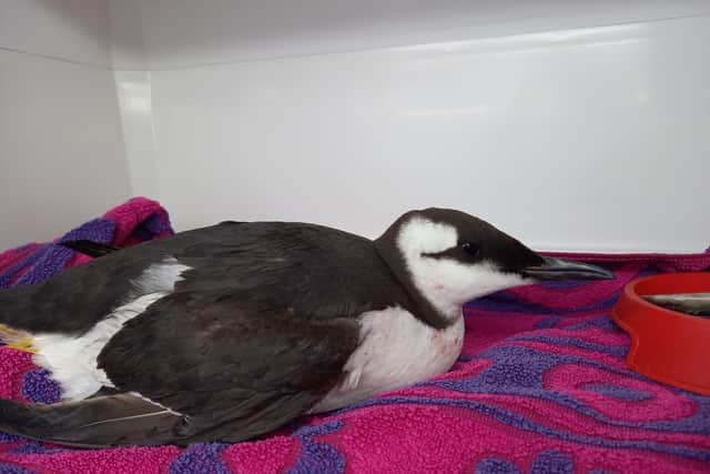 Volunteer rescuers were called out to a bird seen entangled in fishing line at the end of Eastbourne Pier on Monday (November 29). SUS-211130-133342001