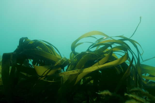 Kelp in the current © Big Wave Productions_Sussex Wildlife Trust