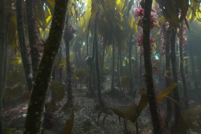 Kelp Forest Canopy © Andy Jackson_Sussex Wildlife Trust