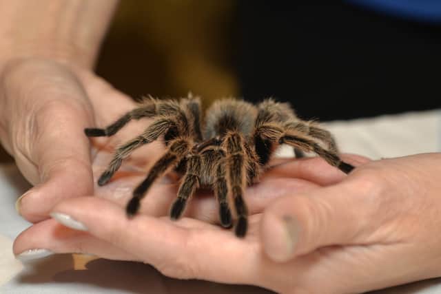 Rosie is a 15-year-old tarantula spider Drusillas Park (Pic by Jon Rigby) SUS-210112-192352008